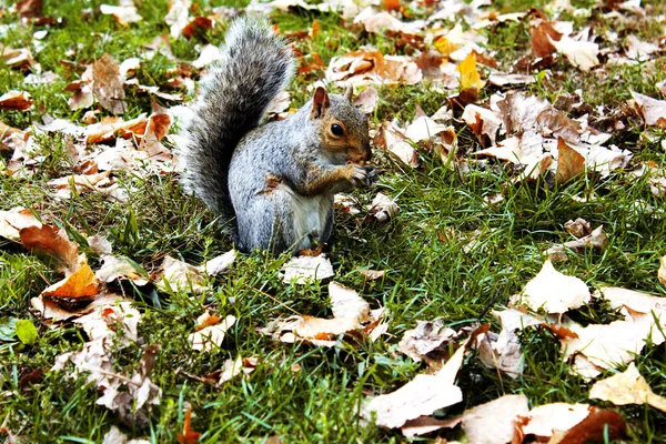Écureuil jouant dans les feuilles d'automne à Central Park, New York — Photo