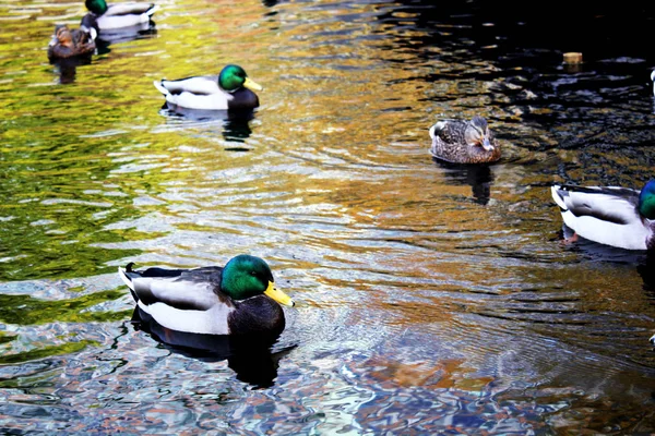 Canards nageant dans un petit lac à Battery Park, New York — Photo
