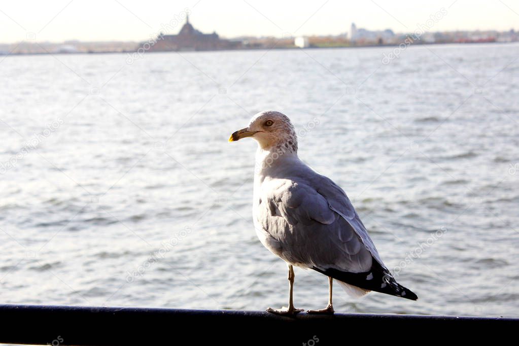 Seagull looking at the river in Battery Park in New York City