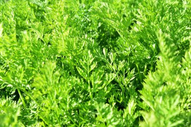 Genç yeşil havuç yaprağı dokusu. Yeşil havuç yapraklı tarım geçmişi