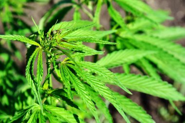 güzel yeşil bush esrar baskını