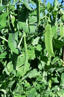 Bir taze parlak yeşil bezelye bahçe bezelye tesisi fotoğraf. Tarım için güzel arka plan