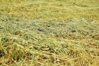 Kuru ot. Kırsal Temalar arka plan