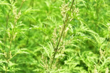 Isırgan nettles arka plan doku, Urtica dioica, ortak ısırgan