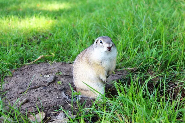 Mycket Fett Gopher Sitter Och Äter Gräsmattan Djur Närbild — Stockfoto