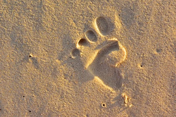 Trace Foot Unknown Creature Sand — Stock Photo, Image