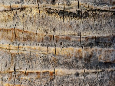 Bagajında bir palmiye ağacı yakın çekim güzel ahşap dokusu. Çatlaklar ile kabuk