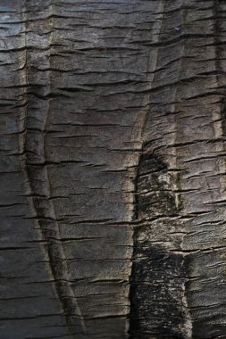 Bagajında bir palmiye ağacı yakın çekim güzel ahşap dokusu. Çatlaklar ile kabuk