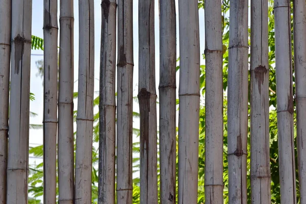 Száraz Viharvert Bambusz Lakkozott Háttér Kerítés — Stock Fotó