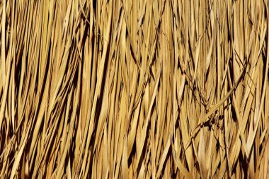 Palmiye yaprakları yapılmış çatı yüzeyinin güzel doku. Özgün tasarım arka plan