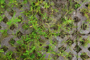 Kafesli beton parke döşeme. Parklar ve sırt yarda geliştirilmesi için öğe. Çim kaldırım ile büyür