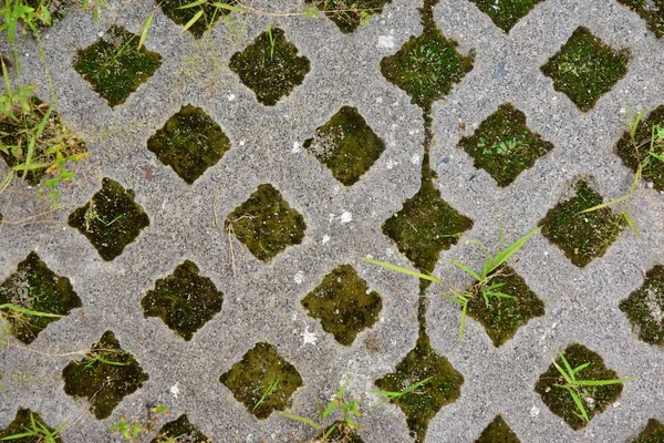网格化混凝土铺路板 元素为公园和后院的改善 草在人行道上生长 — 图库照片