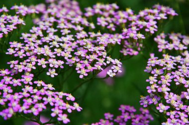Civanperçemi çiçek koyu yeşil arka plan üzerinde