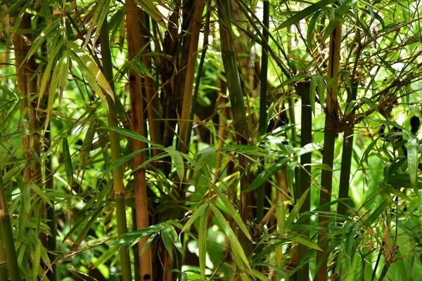 芽庄的绿色竹林 — 图库照片