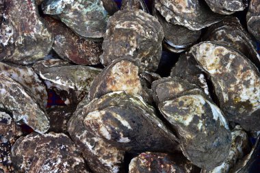 istiridye kabukları diner için closeup. Nha Trang. Vietnam. Arka plan üzerinde sağlıklı bir diyet