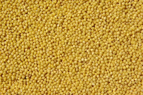 Millet Giallo Contesto Alimentare — Foto Stock