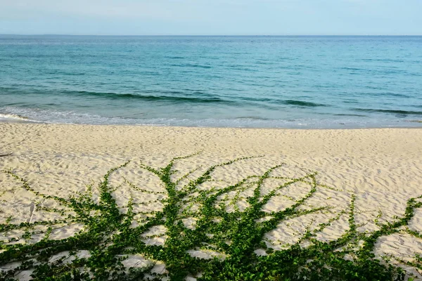 緑の植物は 砂浜のビーチに沿って海に傾向があります に水に移動します 生活のために自然の努力 — ストック写真