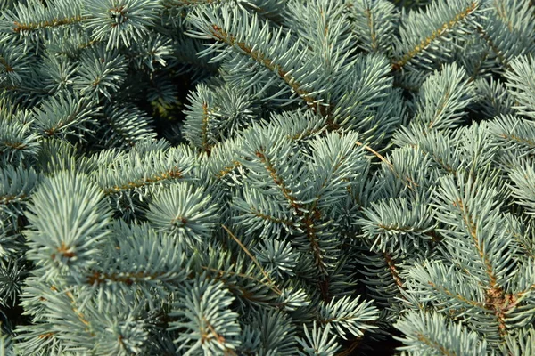 Achtergrond Van Takken Van Coniferen Boom — Stockfoto