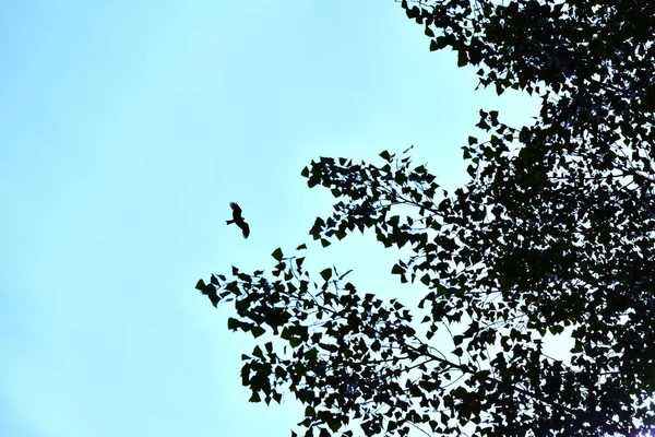 一只大鸟在焦点飞行对树的模糊的叶子 自由和野生动物的概念 复制文本的空间 — 图库照片