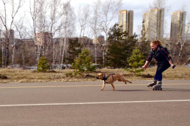 13 Nisan 2018. Krasnoyarsk. Rusya. Bir kız paten üzerinde hızlı bir şekilde park kaldırımda bir özel paten sürmek. Onun önünde bir köpek tasması çalışır. Çok yüksek hız. Mücadele köpek