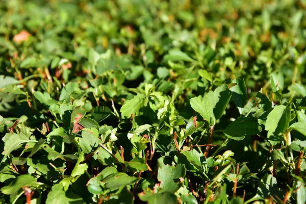 Cortan Las Ramas Las Hojas Los Árboles Fondo Verde Natural —  Fotos de Stock