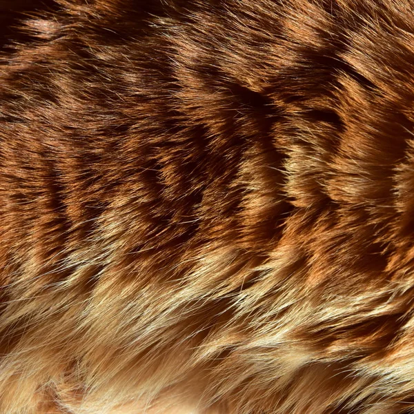 美丽的羊毛是一种健康的 Kurilian 短尾猫品种 在阳光下闪耀 时尚的设计背景 — 图库照片