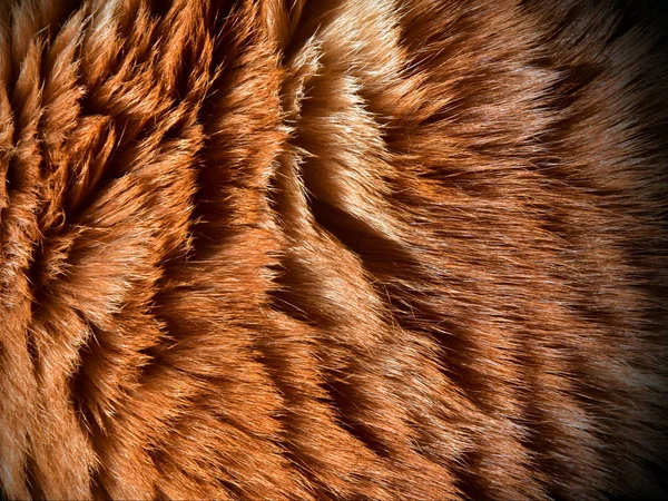 Beautiful Wool Healthy Breed Kurilian Bobtail Shines Sunlight Fashionable Design — Stock Photo, Image
