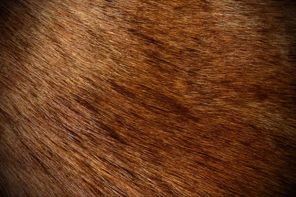 Prachtige Wol Een Gezond Hondenras Kurilian Bobtail Glanst Het Zonlicht — Stockfoto