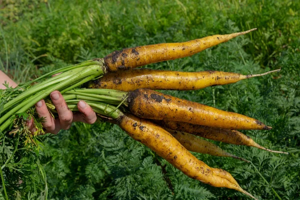 Recoltare Proaspătă Morcovi Galbeni Mari Grămadă Morcovi Aproape Într Mână — Fotografie, imagine de stoc