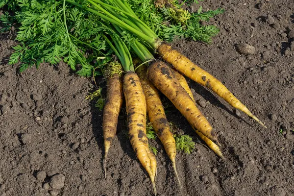 Свежий Урожай Желтой Большой Моркови Кучка Моркови Крупным Планом Земле — стоковое фото