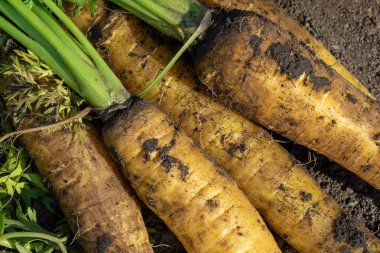 Sarı büyük havuç taze hasat. Bir sürü yere havuç yakın çekim