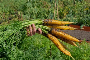 Sarı büyük havuç taze hasat. Havuç yakın çekim bir kadın elinde bir demet