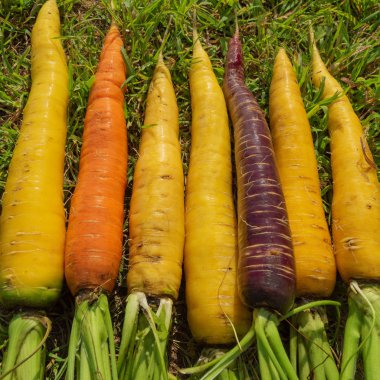 Bir satır'ın bahçesinde taze temiz havuç. bir portakal ve sarı arasında bir mor havuç