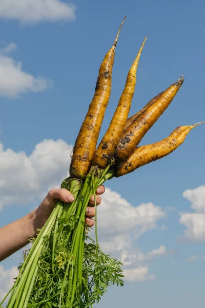 Кучка Желтой Свежей Моркови Против Облачного Голубого Неба Женская Рука — стоковое фото