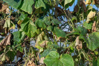 Yaprakları ve bir sera içinde bir salatalık bagajında yaprak biti.