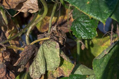 Yaprakları ve bir sera içinde bir salatalık bagajında yaprak biti.