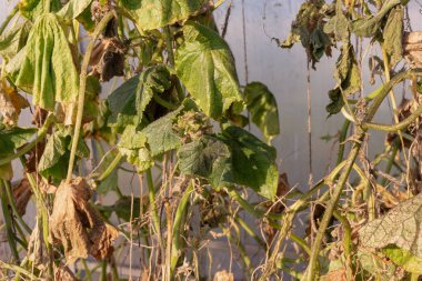 Yaprakları ve bir sera içinde bir salatalık bagajında yaprak biti.