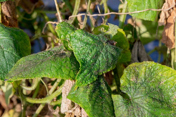 Los Áfidos Las Hojas Tronco Pepino Invernadero —  Fotos de Stock