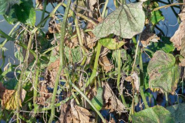 Yaprakları ve bir sera içinde bir salatalık bagajında yaprak biti.