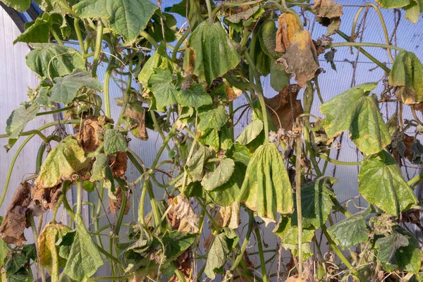 Yaprakları ve bir sera içinde bir salatalık bagajında yaprak biti.