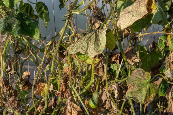 Los Áfidos Las Hojas Tronco Pepino Invernadero —  Fotos de Stock