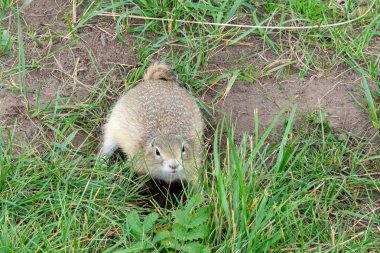 Sincaplar delikten çimenlerin üzerinde yeşil çayır üzerinde oturan tüylü şirin Sincaplar tırmandı
