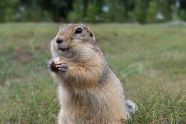 Sevimli vahşi gopher alanını tahıl yemek portresi. yakın çekim fotoğraf