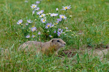 yeşil yaz çim güzel çiçekler yanındaki gri sincap