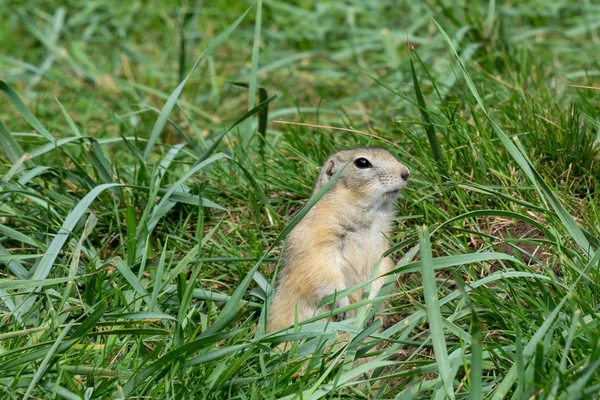 Gopher Gris Dans Herbe Sur Ses Pattes Postérieures — Photo