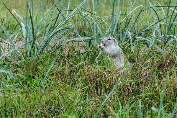 Les Gophers Sont Sortis Trou Sur Pelouse Les Gophers Mignons — Photo