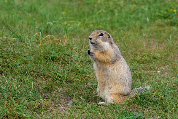 Gopher Gris Dans Herbe Verte Été — Photo