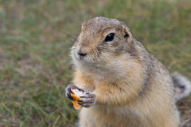Sevimli vahşi gopher alanını tahıl yemek portresi. yakın çekim fotoğraf