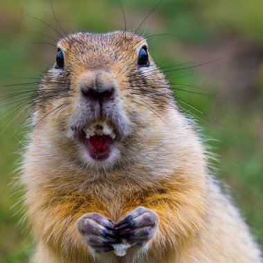 Sevimli vahşi gopher alanını tahıl yemek portresi. Kemirgen vahşi doğada kameraya bakıyor. yakın çekim fotoğraf