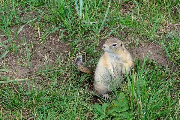 Gopher Gris Dans Herbe Sur Ses Pattes Postérieures — Photo